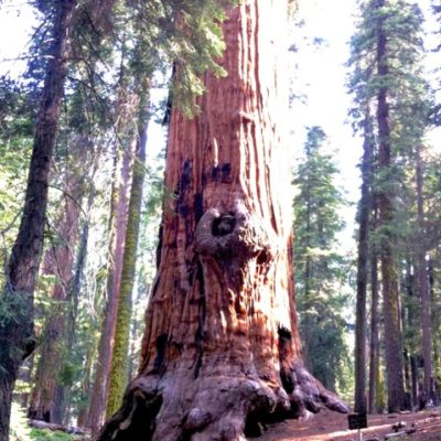 Naming Sequoia | Yore Sequoia